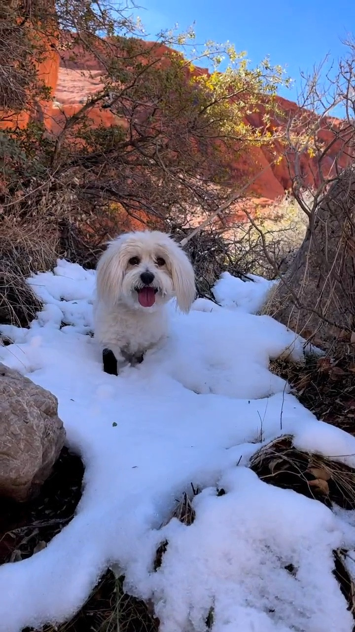 Mom says that I can mingle with mountain goats. I may beat them with my jumping. 😉❤️

It was a bit muddy sometimes, since the snow  was already melting, but our @walkeepaws leggings protected my feet from all the elements. 
Many people stopped us asking about them, since so the shoes they got was falling off the doggies feet. Not these ones! You won’t loose these!

#hike #hikewithdogs #LTKPet #LTKDog #winter
#dogshoes

#LTKCyberWeek #LTKActive #LTKHoliday