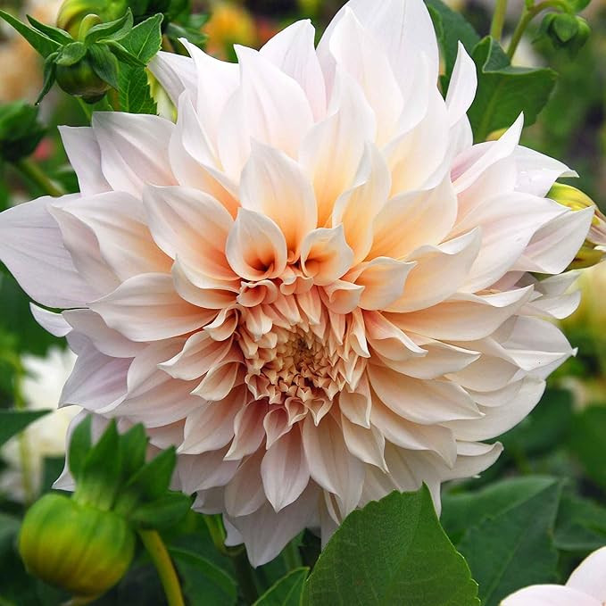 Eden Brothers Dahlia Bulbs (Dinnerplate) - Cafe au Lait, Non-GMO Bulbs for Planting, 2 Bulbs | Lo... | Amazon (US)