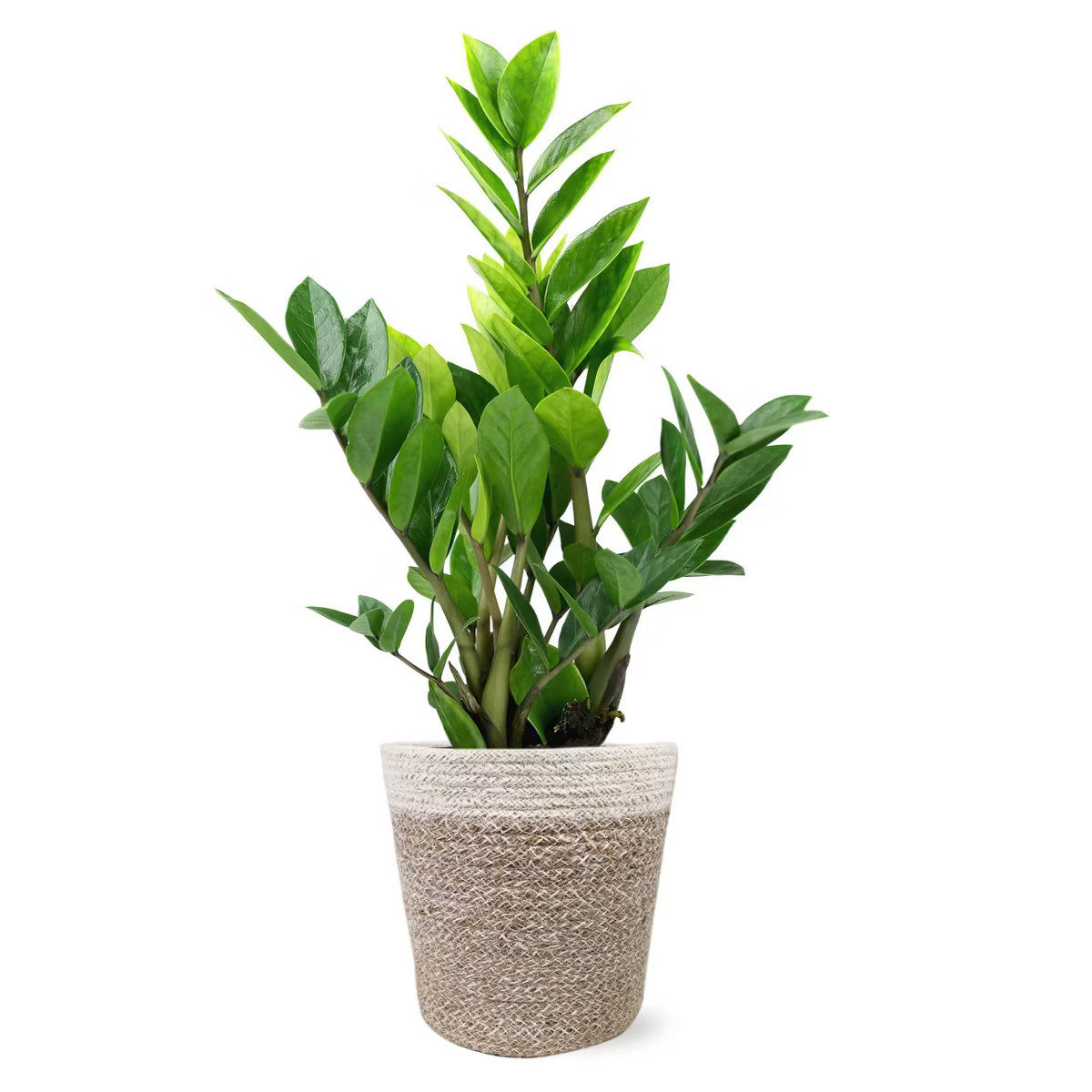 Live 5" ZZ Zenzii Houseplant in Cream Jute Planter | Target