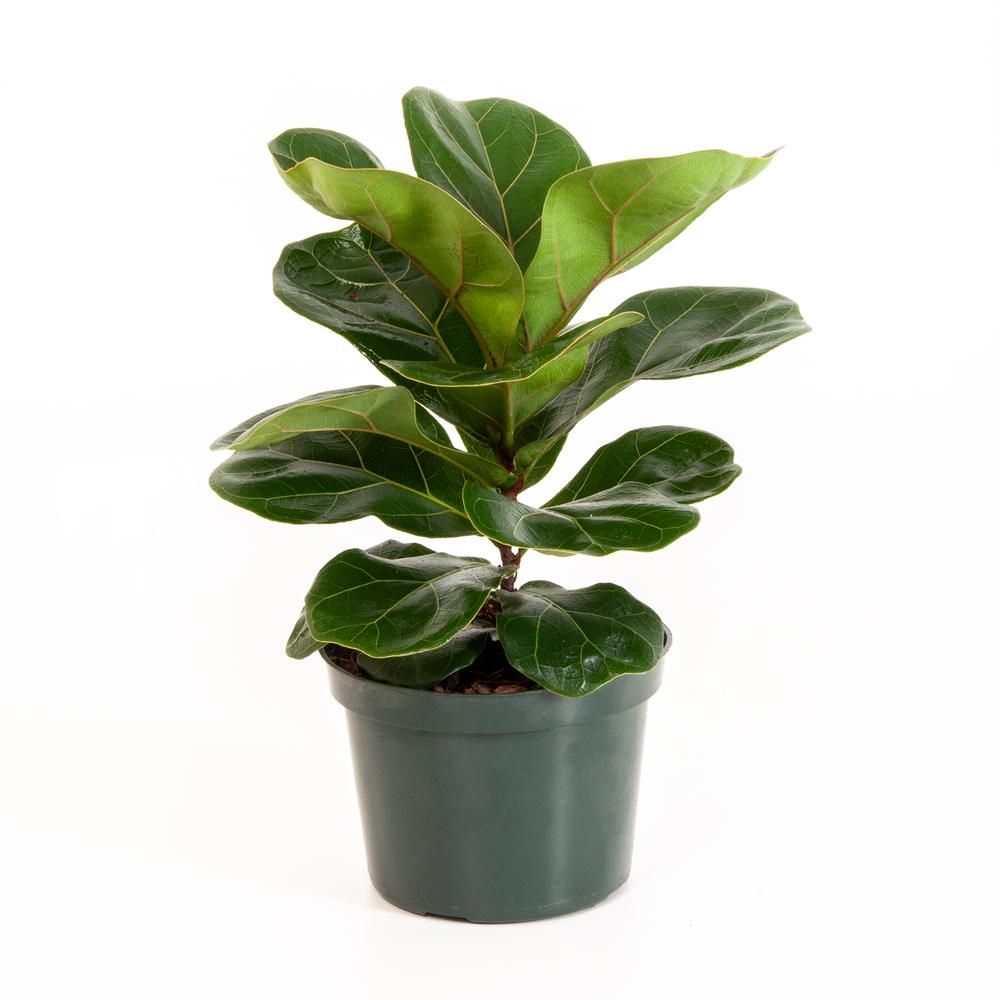 Ficus Lyrata Fiddle Leaf Fig in 6 in. Grower Pot | The Home Depot