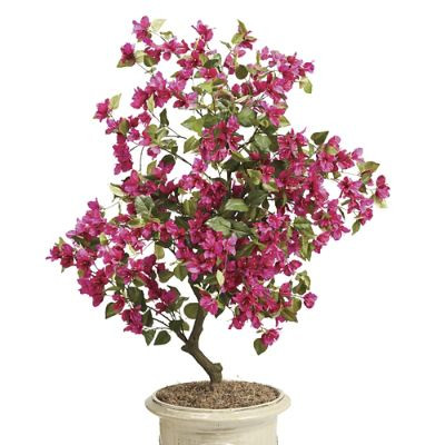 Bougainvillea Floral Bush | Frontgate | Frontgate