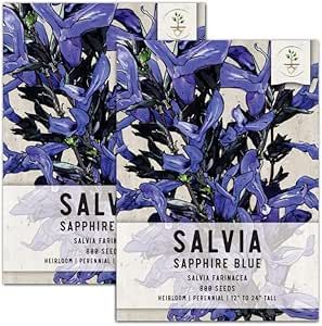 Seed Needs, Sapphire Blue Sage Seeds for Planting (Salvia farinacea) Twin Pack of 800 Seeds Each ... | Amazon (US)