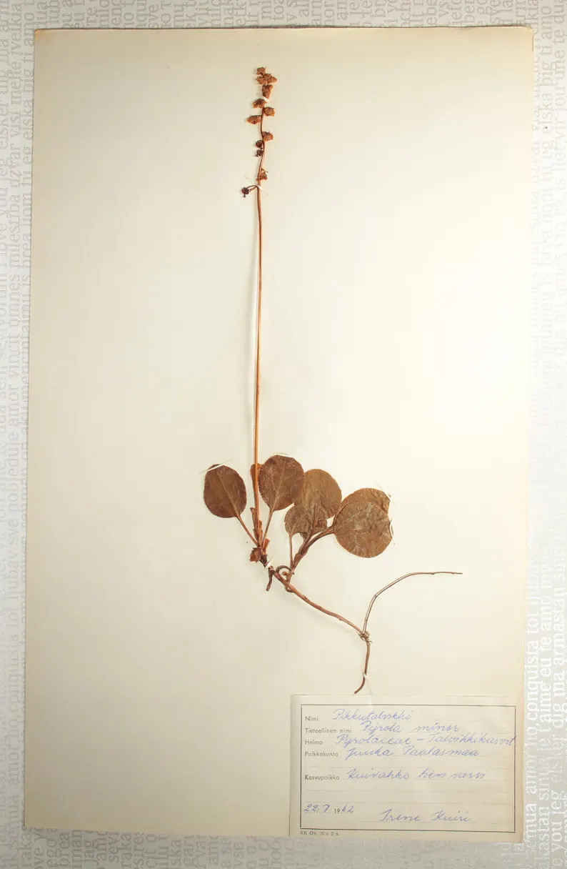 Four (4) Finnish 1961-62 Herbarium Pages of Pyrolaceae Wintergreens, Vintage Botanical Specimens ... | Etsy (US)