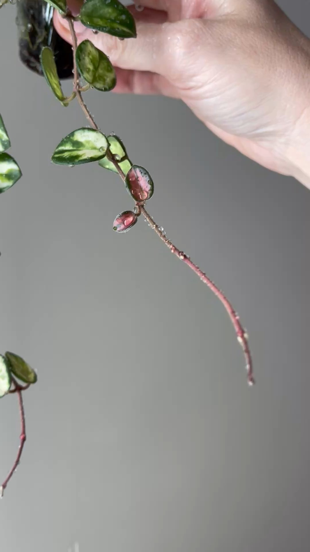 #hoyamathildevariegated is such a cutie! I have a feeling it’s going to climb into my top 5 in no time. But how could I possibly bump another one off the list? Maybe it’s time to start talking about a top 10 instead! 😆

Liz’s personal care experience only…every environment is different:
🪴Light: directly under 10w grow lights 
🪴Water: when dry
🪴Avg Temp last 30 days: 74F
🪴Relative Humidity last 30 days: 45%
🪴Fussy: not for me
🪴Rate of growth: medium 
🪴Rareness: not commonly found in stores, but in a lot of private collections lately.
🪴Pot size: 3 oz cup
🪴Potting Mix: tree fern fiber
🪴Fertilizer: I apply a nutrient-rich fertilizer tailored for Hoyas approximately every other watering when the plant isn’t dormant. It’s packed with essential macro and micronutrients, it’s the best I’ve found for hoyas
🪴Rooting Method: in my custom coco coir mix in a clear plastic prop box on top of a heat mat, under a strong grow light.
🪴Time In My Care: 4 months 
🪴Would Liz recommend this one: yes!

⭐️Comment SHOP below to receive a DM with the link to shop this post on my LTK ⬇https://liketk.it/58pym

👍follow for more & 🏷️ save for future reference 

#ilovehoyas #hoyacollector #hoyahead #hoyaappreciation #hoyacollection #plantsmakemehappy #ihavethisthingwithplants #hoya #easilydistractedbyplants 

#LTKFindsUnder100 #LTKFindsUnder50 #LTKHome