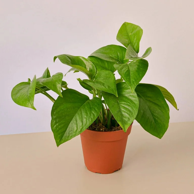 Pothos 'Green Queen' - 4" Pot - Walmart.com | Walmart (US)