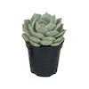 Lowe's 1.0 -Pack Succulent in 11.0 -oz Pot | Lowe's