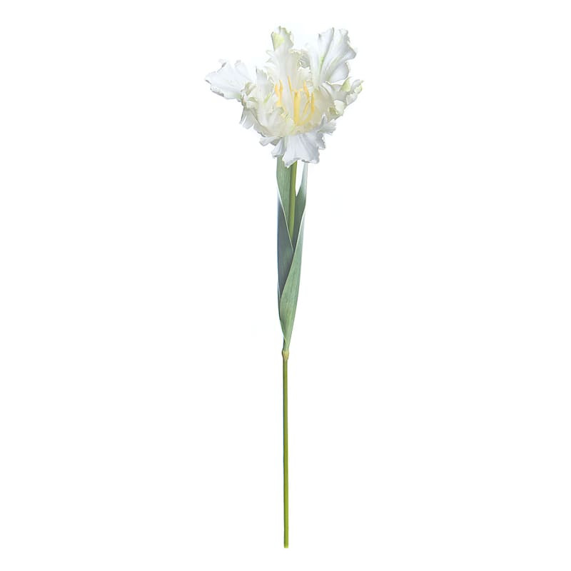 White Parrot Tulip Stem, 25" | At Home