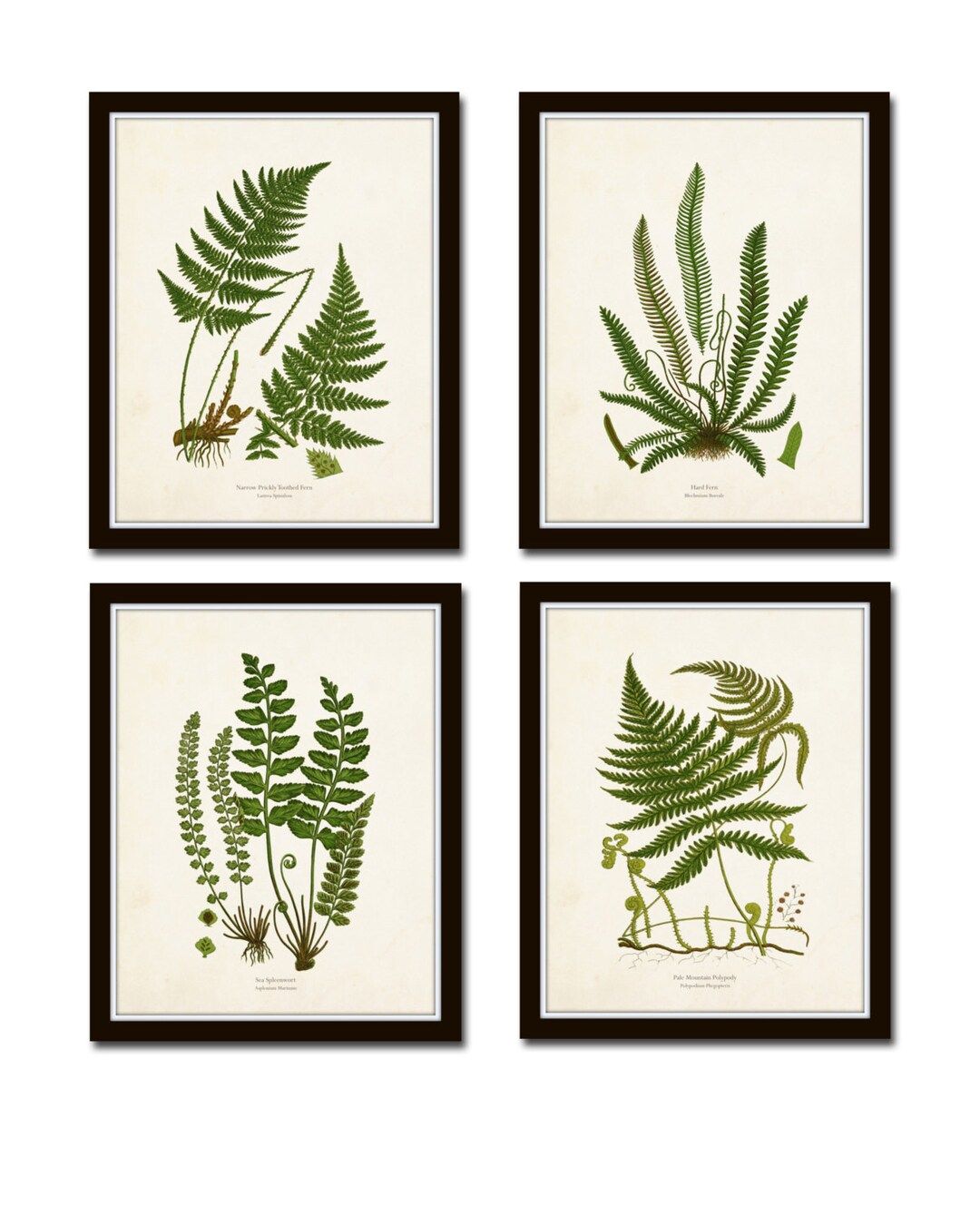 Vintage Fern Print Set No. 32 Giclee Collage Botanical Art - Etsy | Etsy (US)