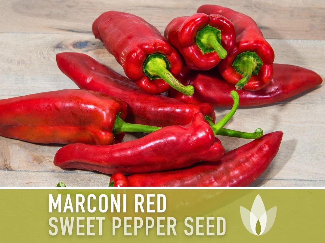 Marconi Red Sweet Pepper Heirloom Seeds - Etsy | Etsy (US)