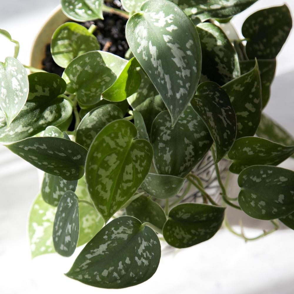 6 in. Devil's Ivy Silver Satin Pothos Plant in Grower Pot | The Home Depot