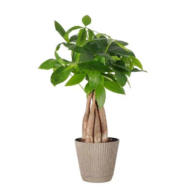 Thorsen's Greenhouse Live Money Tree Plant in Ruffle Pot, 4-inch Diameter | Wayfair North America