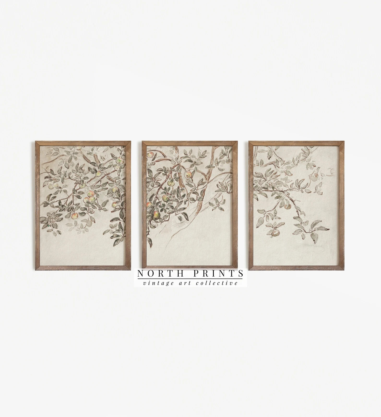 Vintage Gallery Wall SET of Three  Apple Tree Sketch Art  - Etsy | Etsy (US)