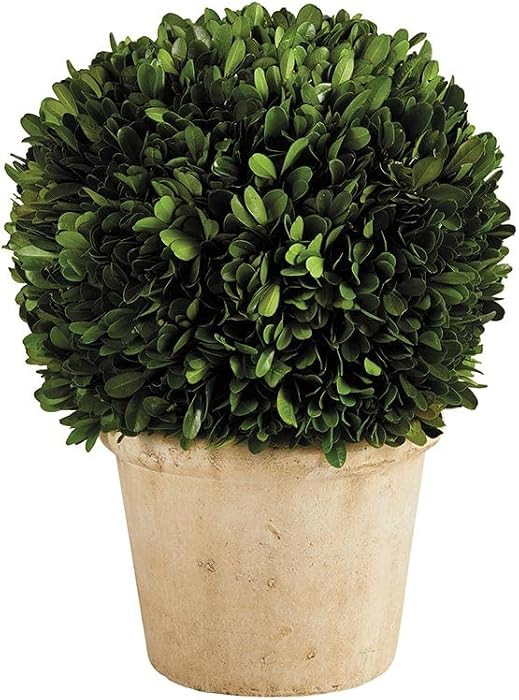 47th & Main Preserved Topiary Ball Potted Plant in Pot, Large, Boxwood/Terracotta | Amazon (US)