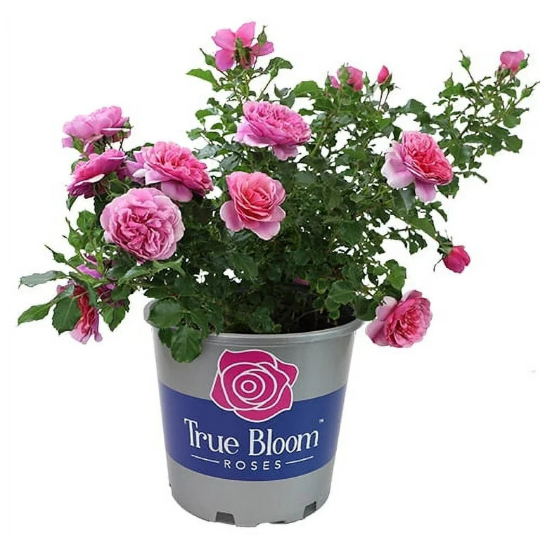 True Bloom by Altman Plants 'True Inspiration' PP28929 Light Pink Rose Bush, 8qt. Pot, Full Sun | Walmart (US)