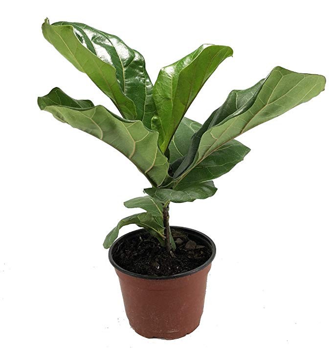 Hirt's Fiddleleaf Fig Tree - Ficus - Great Indoor Tree - Easy - 6" Pot | Amazon (US)
