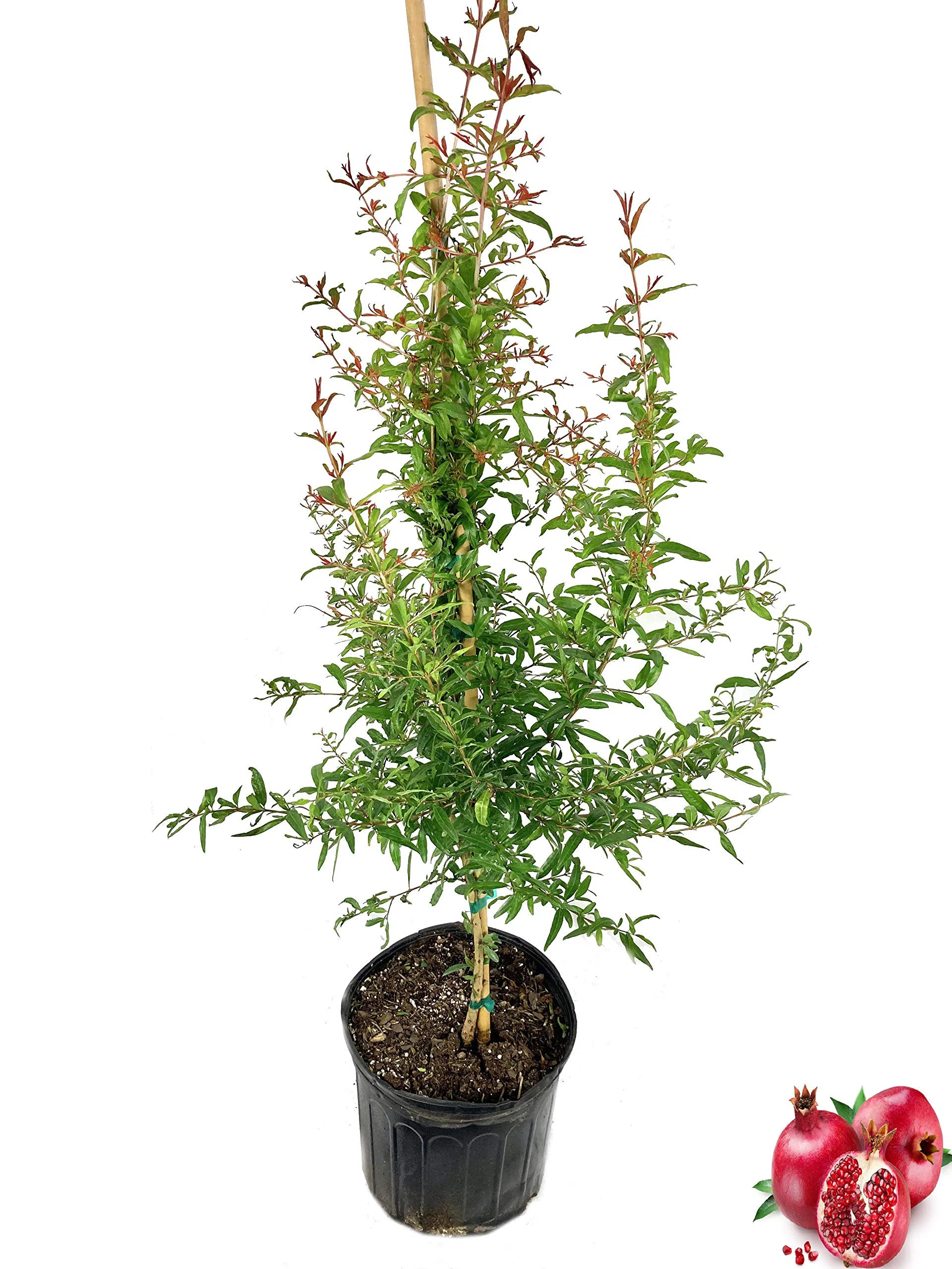 Pomegranate Tree - Live Plant in a 3 Gallon Pot - 3-5 Feet Tall - Edible Fruit Bearing for The Pa... | Wayfair North America