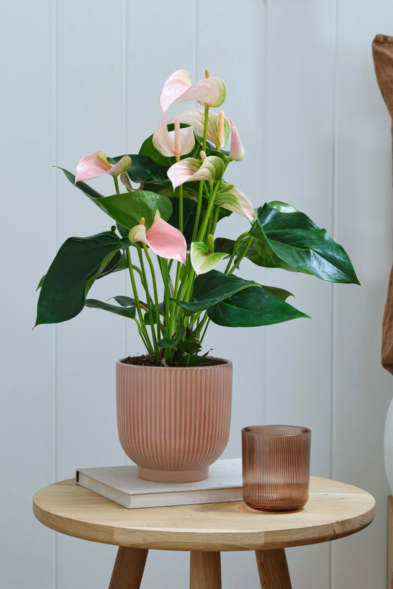 Peach Anthurium | H&M (UK, MY, IN, SG, PH, TW, HK)