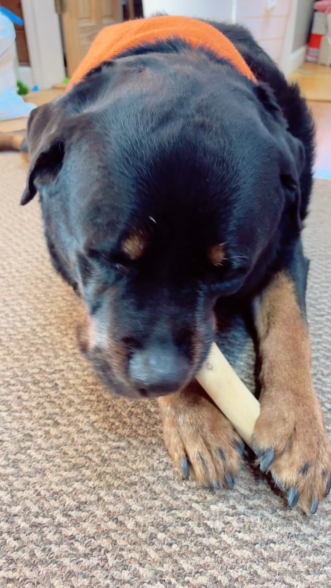 Coffee wood dog chews are a game changer!!! Especially for a dog that loves to chew or destroy his toys. #dog #dogstoy

#LTKHome #LTKdayinmylife #LTKmomlife