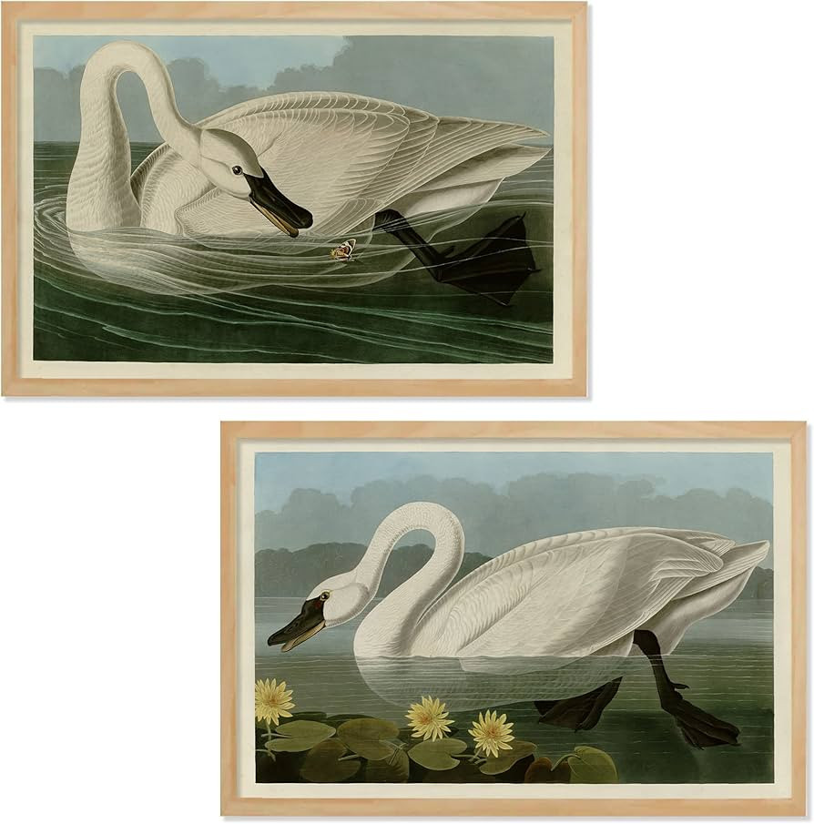 Ujoyful Vintage Snow White Swan Art Print | Set of 2 Antique White Bird Wall Art | Lake Nature Wading Bird Decor | Audubon Bird Painting Set for Home, Office Wall Decor (11"x17" Unframed) | Amazon (US)