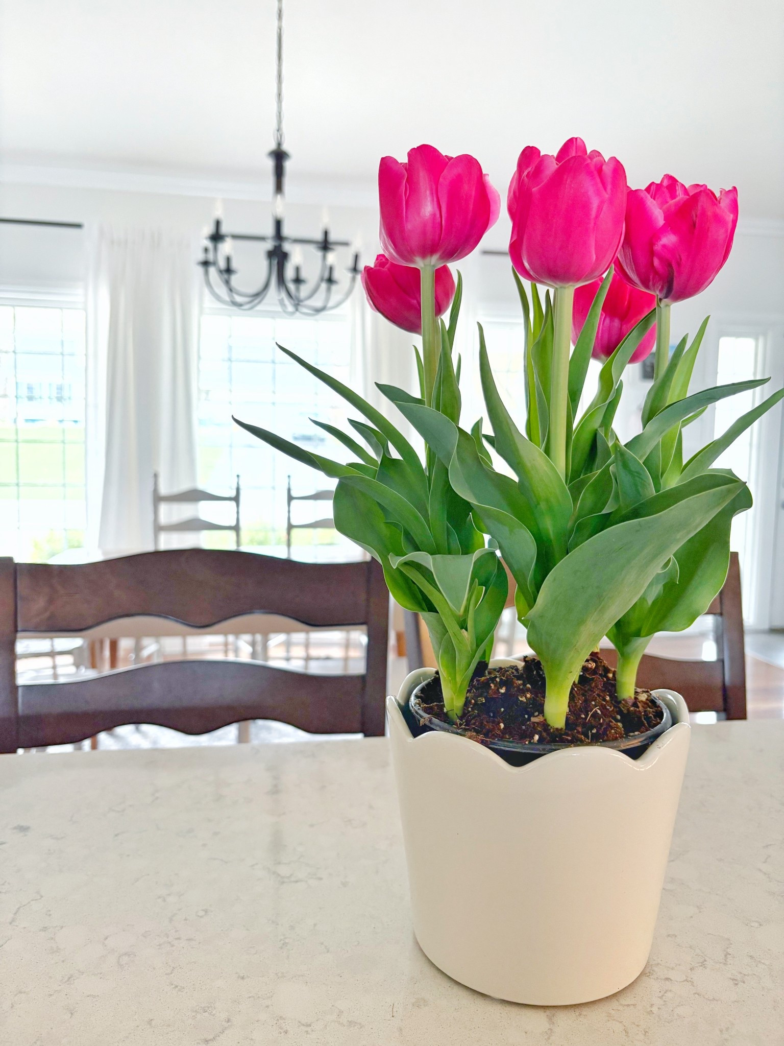 While pursuing the Walmart garden aisles, I happened upon the prettiest little scalloped pot.  I was in need of something spring and Easter for my kitchen island and these pretty tulips and pretty pot just scream, “Spring!” 🌷🌷🌷

#LTKFamily #LTKHome #LTKSeasonal