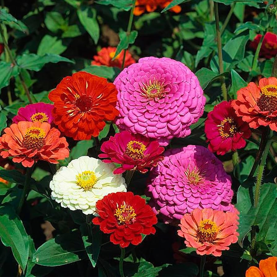 Zinnia Seeds Bulk 10,000+ | Outdoor Flower for Planting | Zinnia Seeds for 2025 | Mixed Colors & ... | Amazon (US)