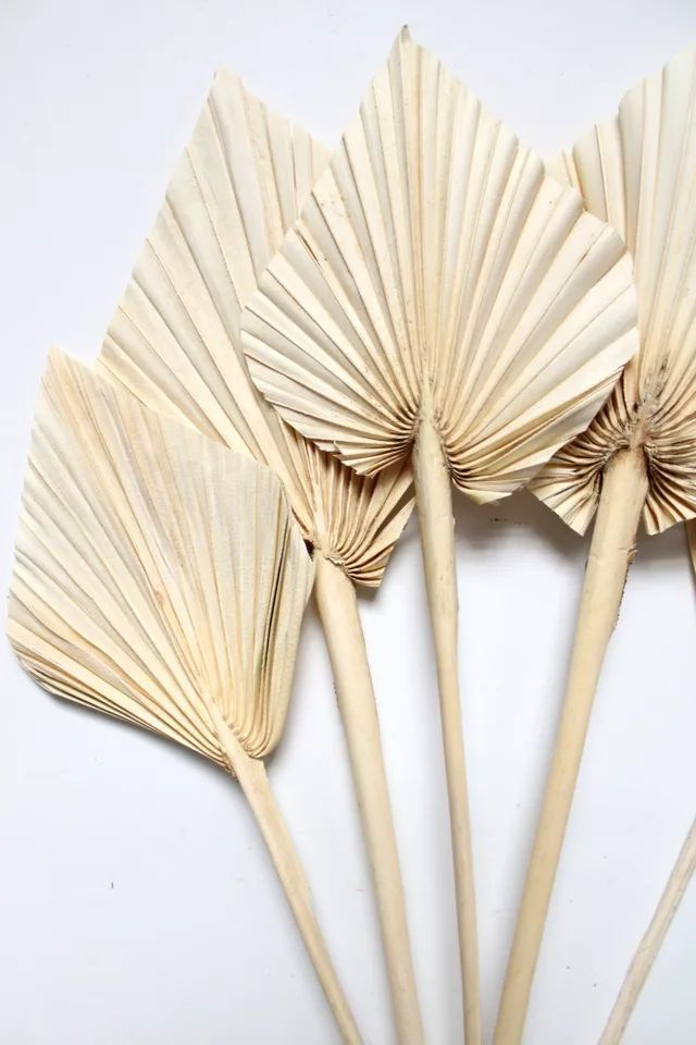 Roxanne's Dried Flowers Bleached Palm Spears | Urban Outfitters (US and RoW)