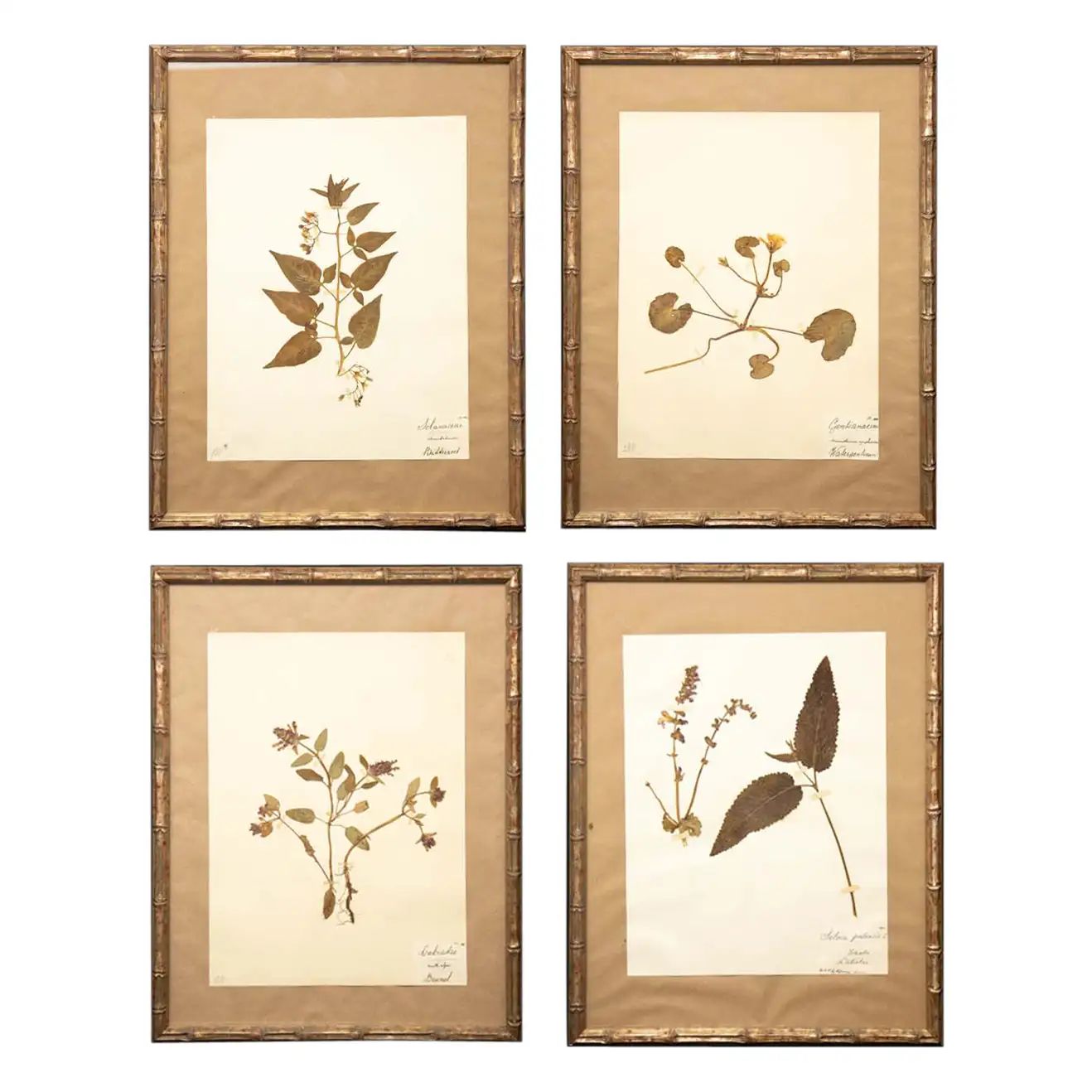 Framed and Pressed French 'Herbier' "Pressed Plant" Specimens | 1stDibs