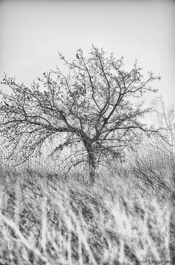 Read the full title
    Black and White Photography - black and white tree in grass, landscape ph... | Etsy (US)