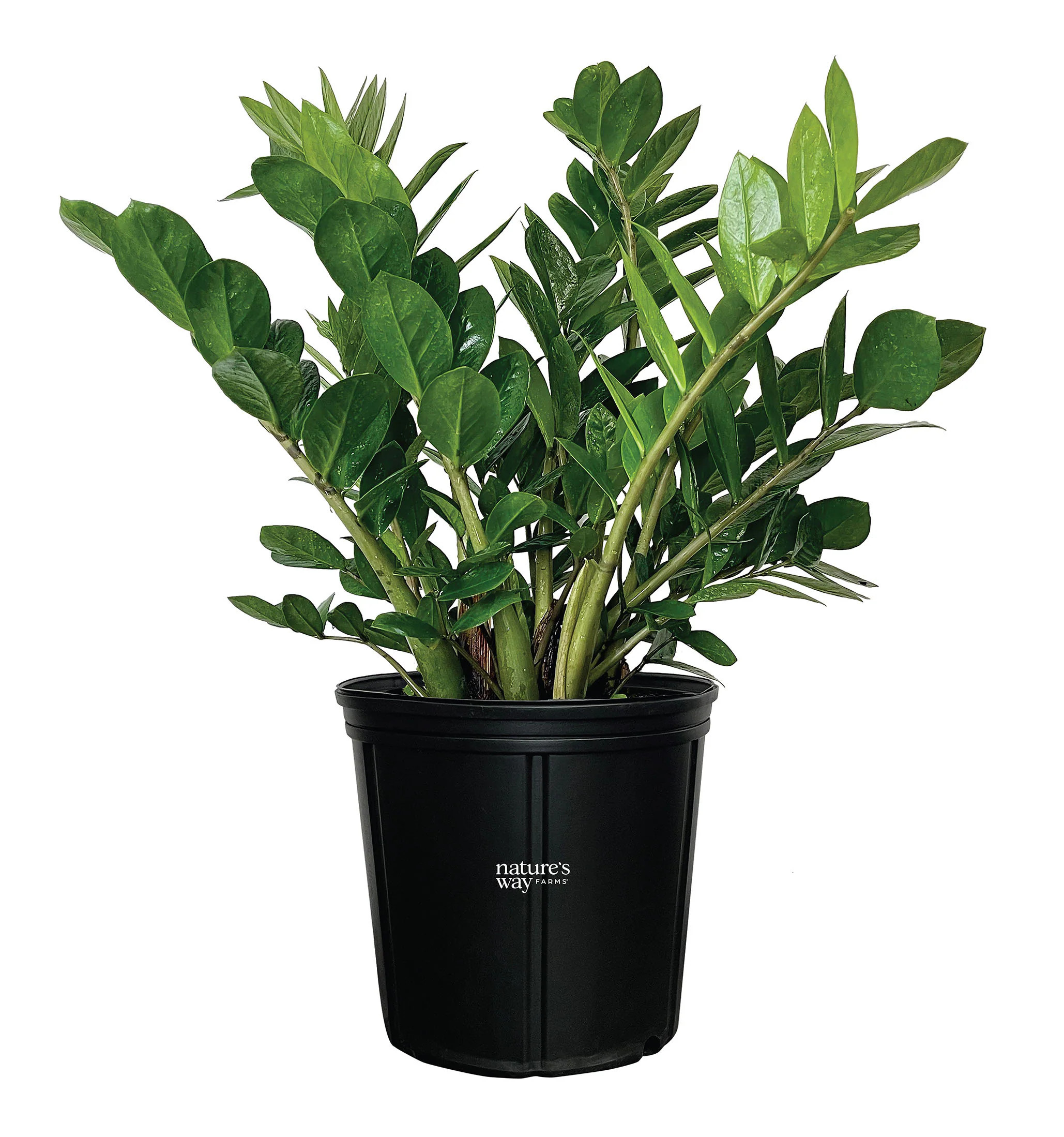 Nature's Way Farms ZZ Plant House plant in 1.72 Gallon(s) Pot 1 -Pack | 6068 | Lowe's