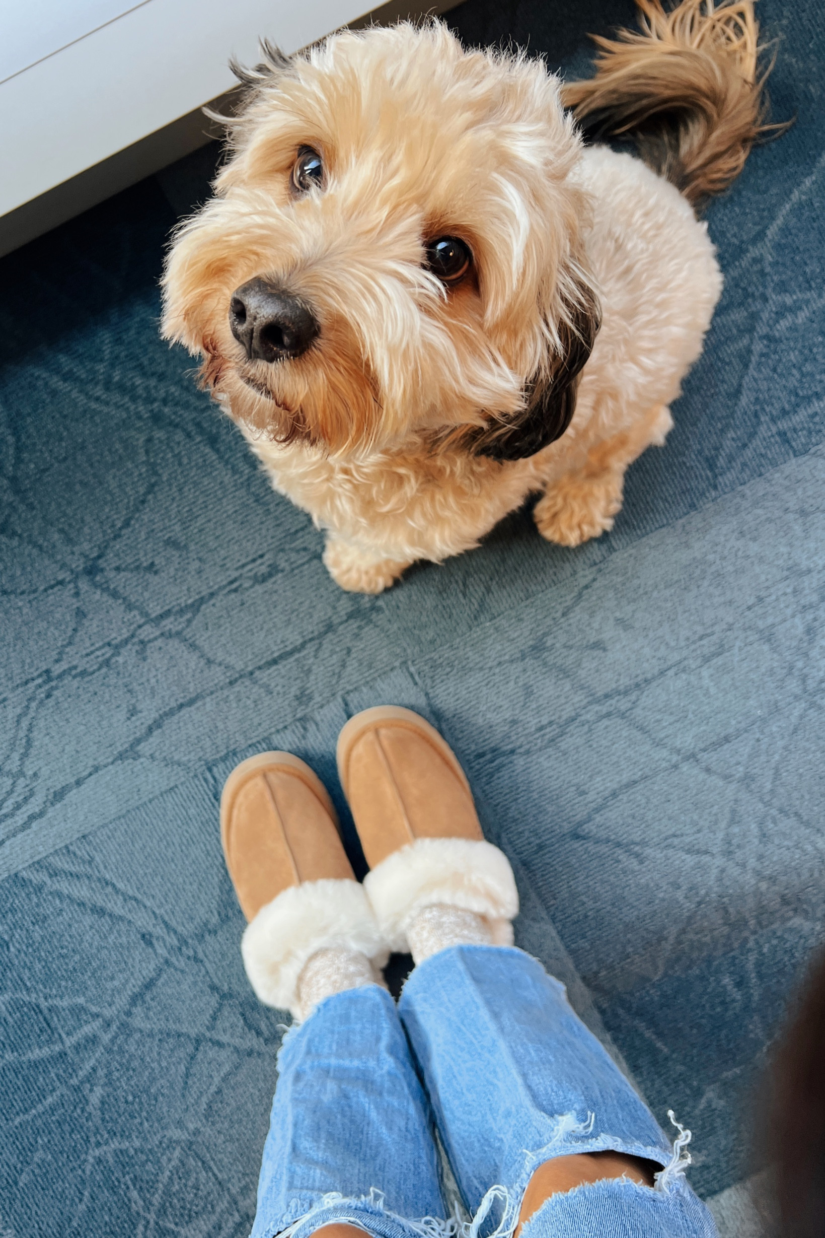 My new UGG slides! Seriously the cutest and so cozy. Usually a 7.5 but sized up to an 8 and love the fit:) #uggs #uggslides #platformuggs #uggmule #nordstrom #slides 

#LTKshoecrush #LTKunder100 #LTKSeasonal