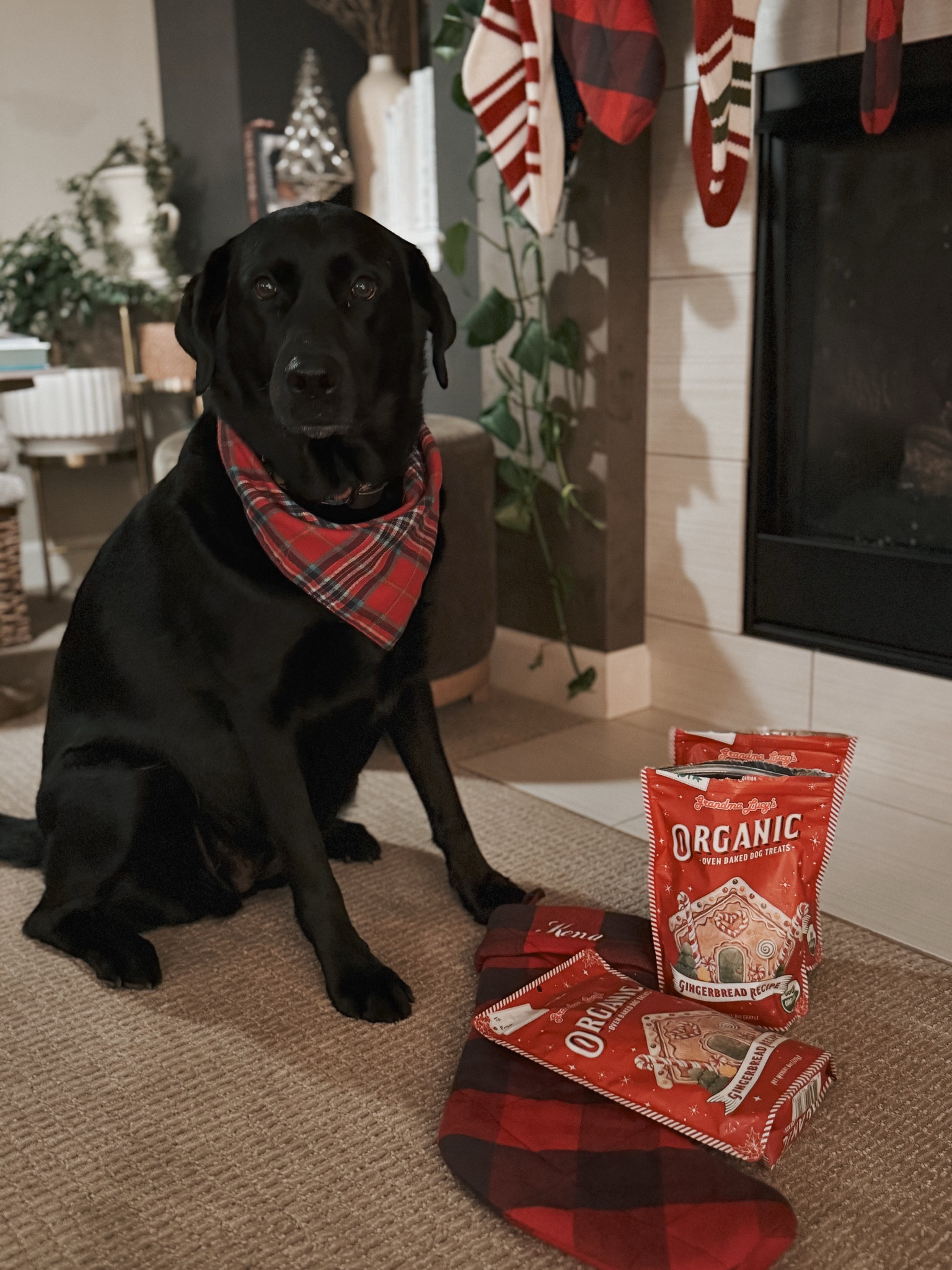 Our organic food journey is moving to the animals now too! I’m so excited to share that Grandma Lucy’s now has (human grade) organic ginger bread cookies for puppies too! 



#LTKGiftGuide #LTKHoliday #LTKFindsUnder50