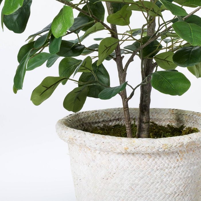 Small Triangle Ficus Tree - Threshold™ designed with Studio McGee | Target