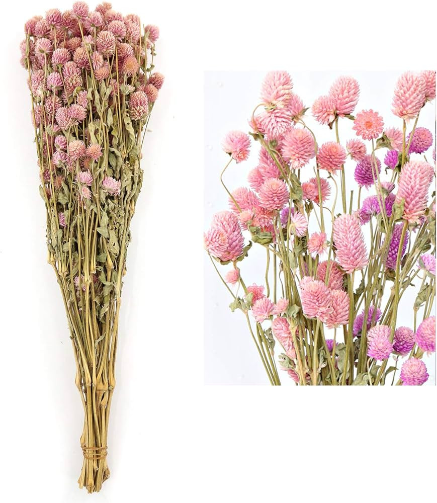 Dried Flower White Globe Amaranth Dry Flower Bundles 100% Naturally for Home Decor Party (Pink) | Amazon (US)