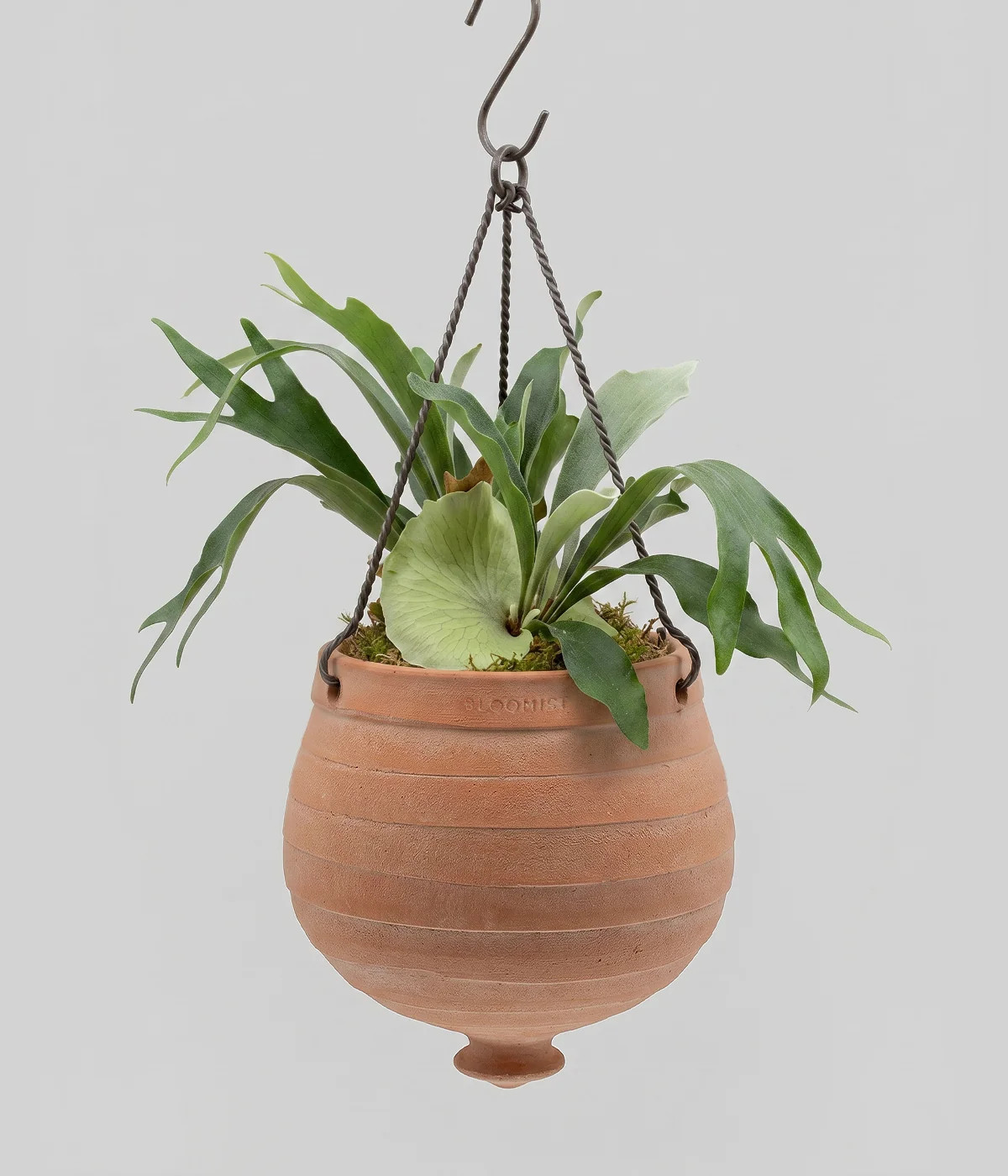 Terracotta Hanging Planter in Whitewash | Bloomist | Bloomist, Inc