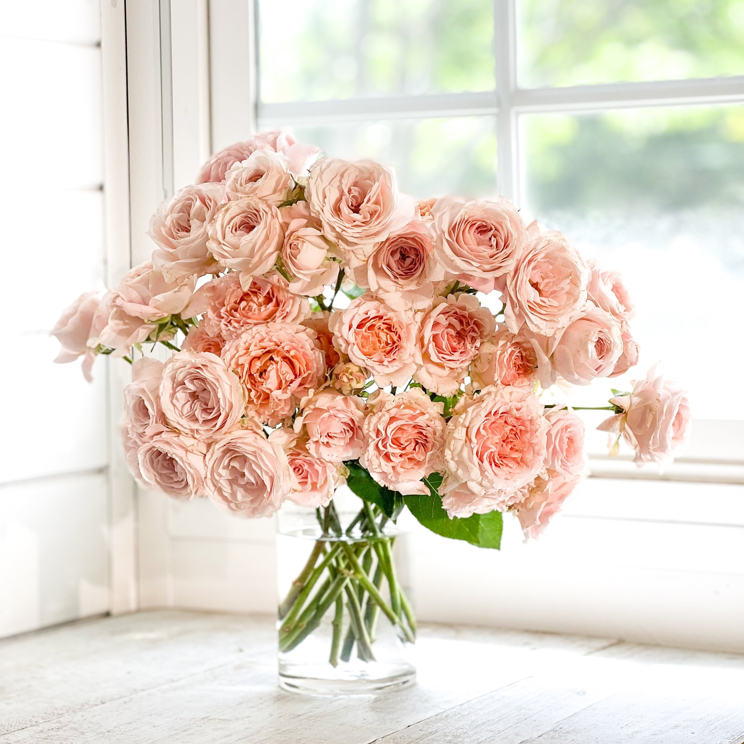 Wedding Rosever Spray Rose | Grace Rose Farm