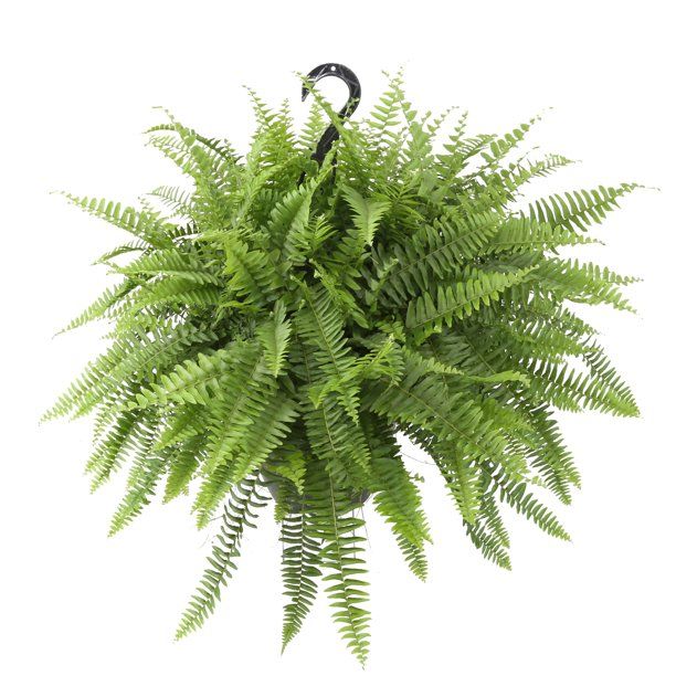 Costa Farms Live Indoor 20in. Tall Green Boston Fern, Shade, Plant in 10in. Hanging Basket | Walmart (US)