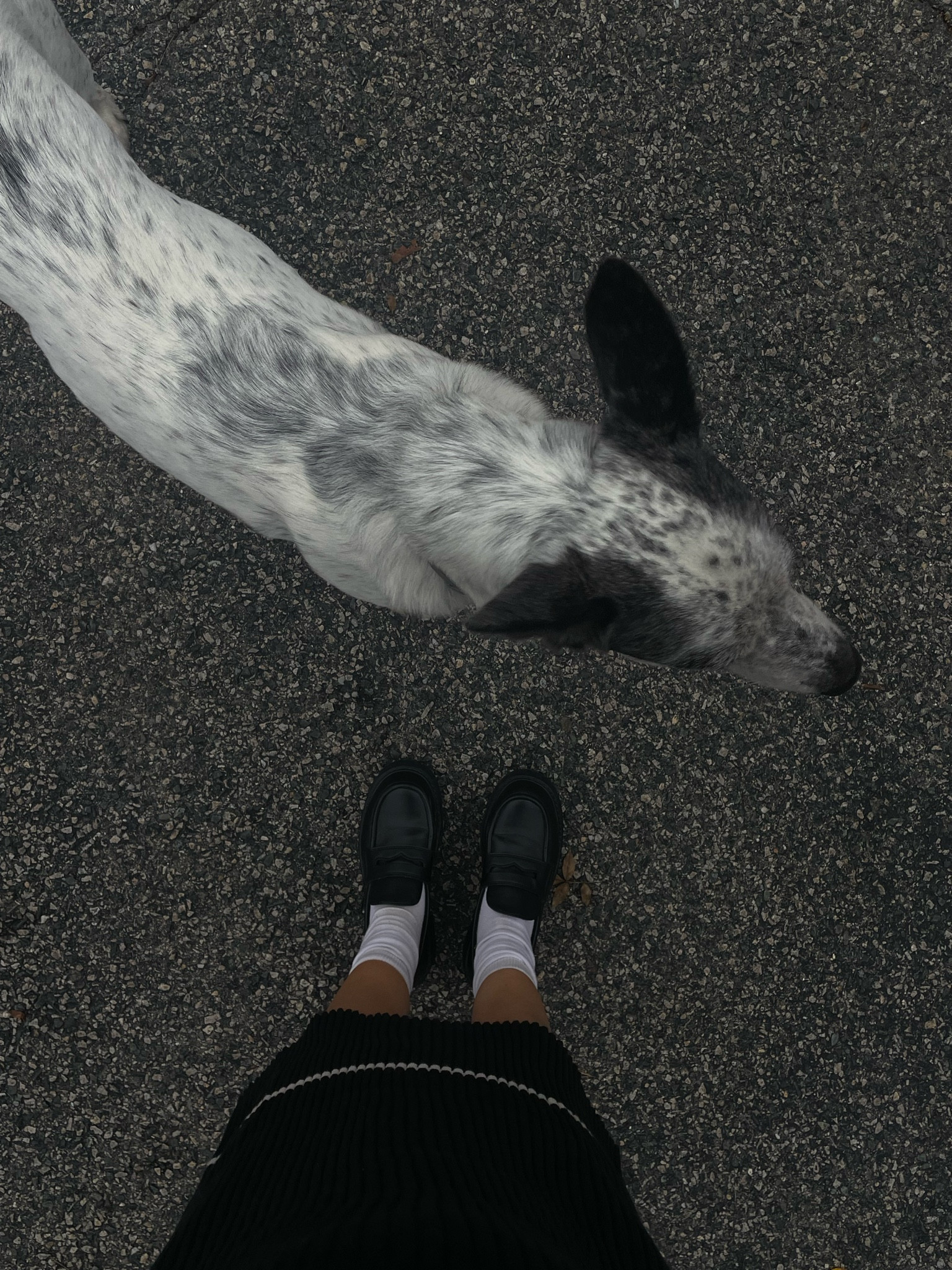 🤍🖤

#LTKSaleAlert #LTKFallSale #LTKWorkwear