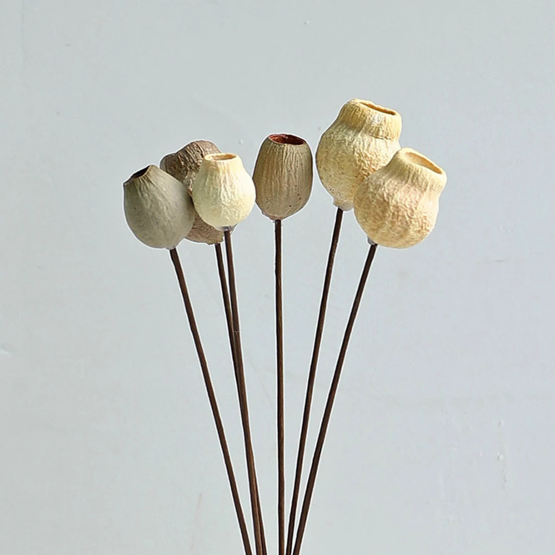 5/10 natural Pea shooter flowers branches，dried flowers pods，dried flowers arrangement，home... | Etsy (US)