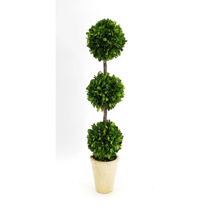 20" Preserved Boxwood Topiary in Pot | Wayfair North America