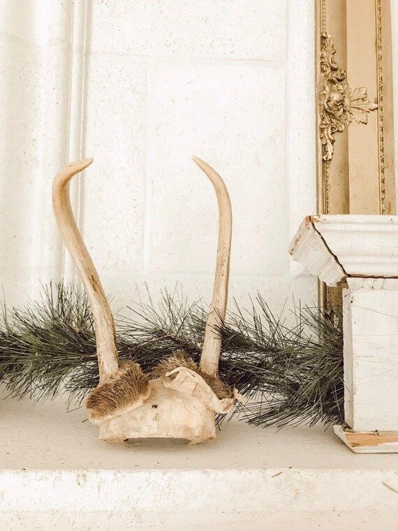 Vintage Antlers / Deer Antlers Natural Bone / Skull With | Etsy | Etsy (US)