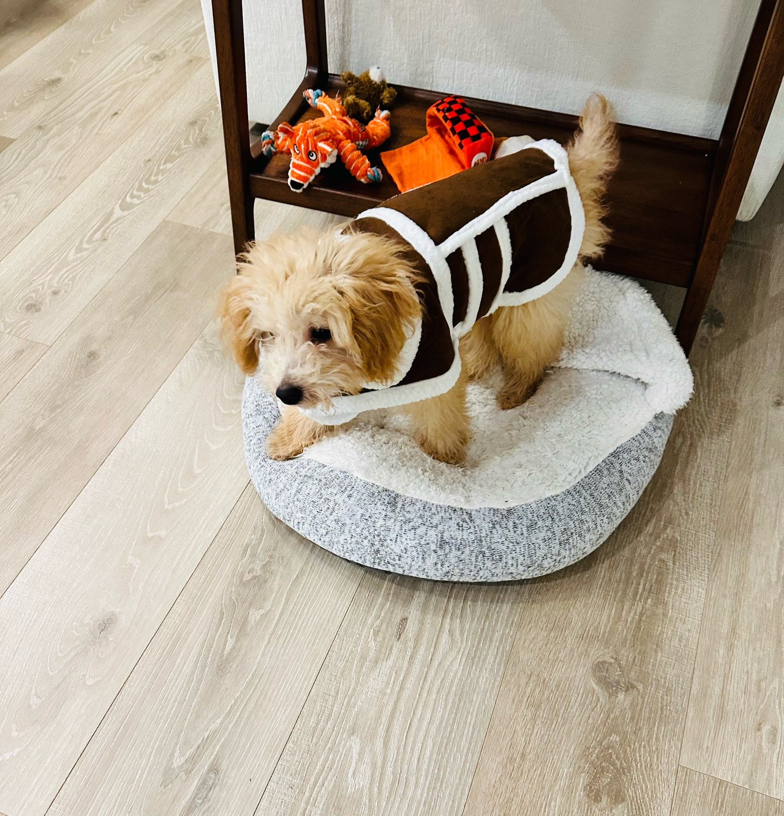 Benny knows how to work faux suede and shearling like the rest of them!


#LTKSeasonal #LTKFind #LTKfamily