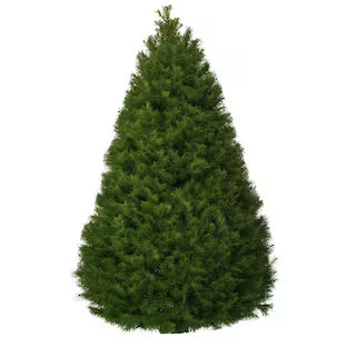5 ft. to 6 ft. Freshly Cut Douglas Fir Live Christmas Tree (Real, Natural, Oregon-Grown) | The Home Depot