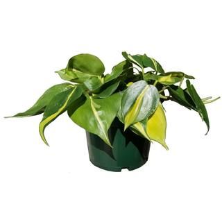 Philodendron Brasil Plant in 6 in. Grower Pot-PhlBrl006 - The Home Depot | The Home Depot