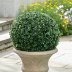 Boxwood Ball Topiary | Grandin Road | Grandin Road