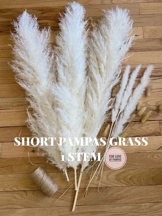 PAMPAS GRASS Short 1 stem White 28" - Dry Extra Fluffy Boho Wedding Decor Home Housewarming Gift ... | Etsy (US)