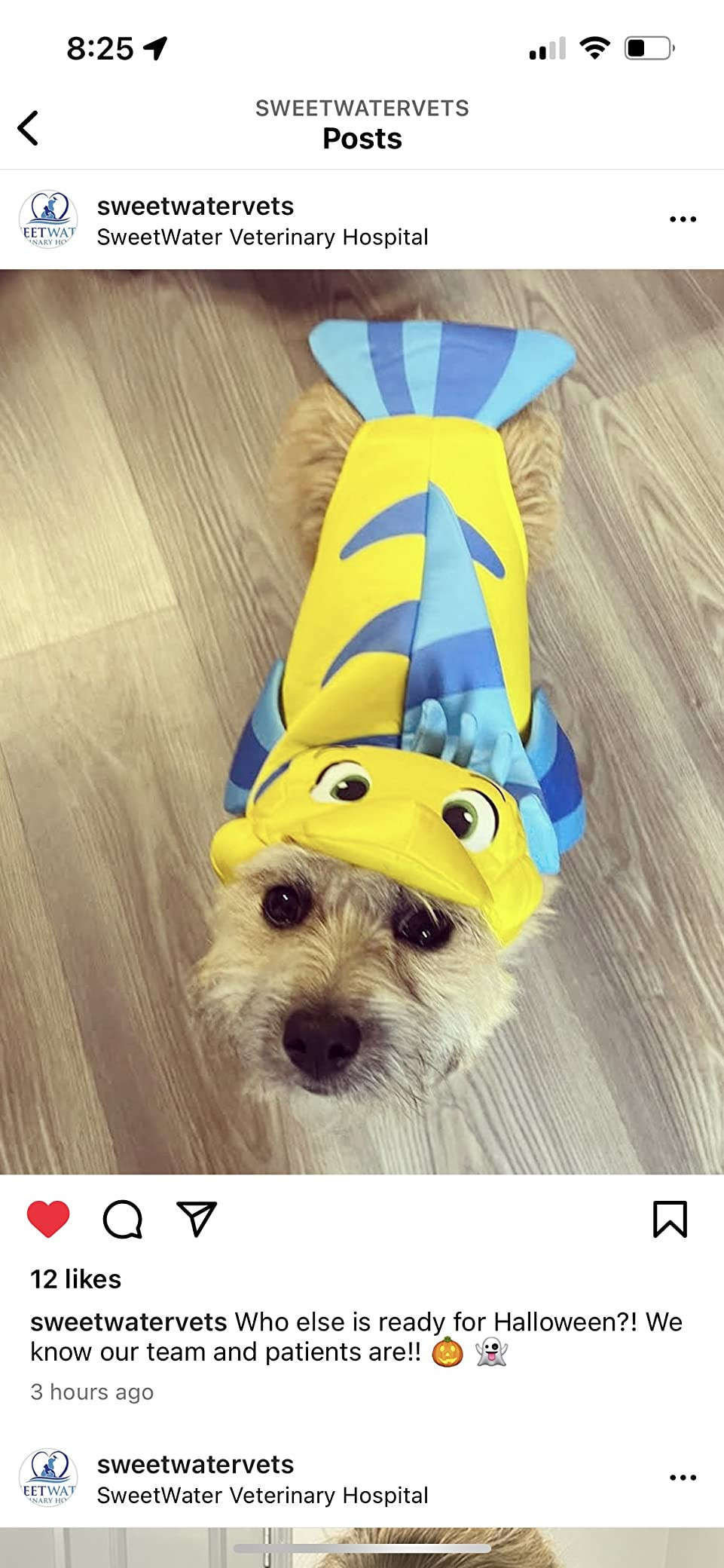 Rubie's Disney Little Mermaid Flounder Pet Costume, As Shown, Small | Amazon (US)