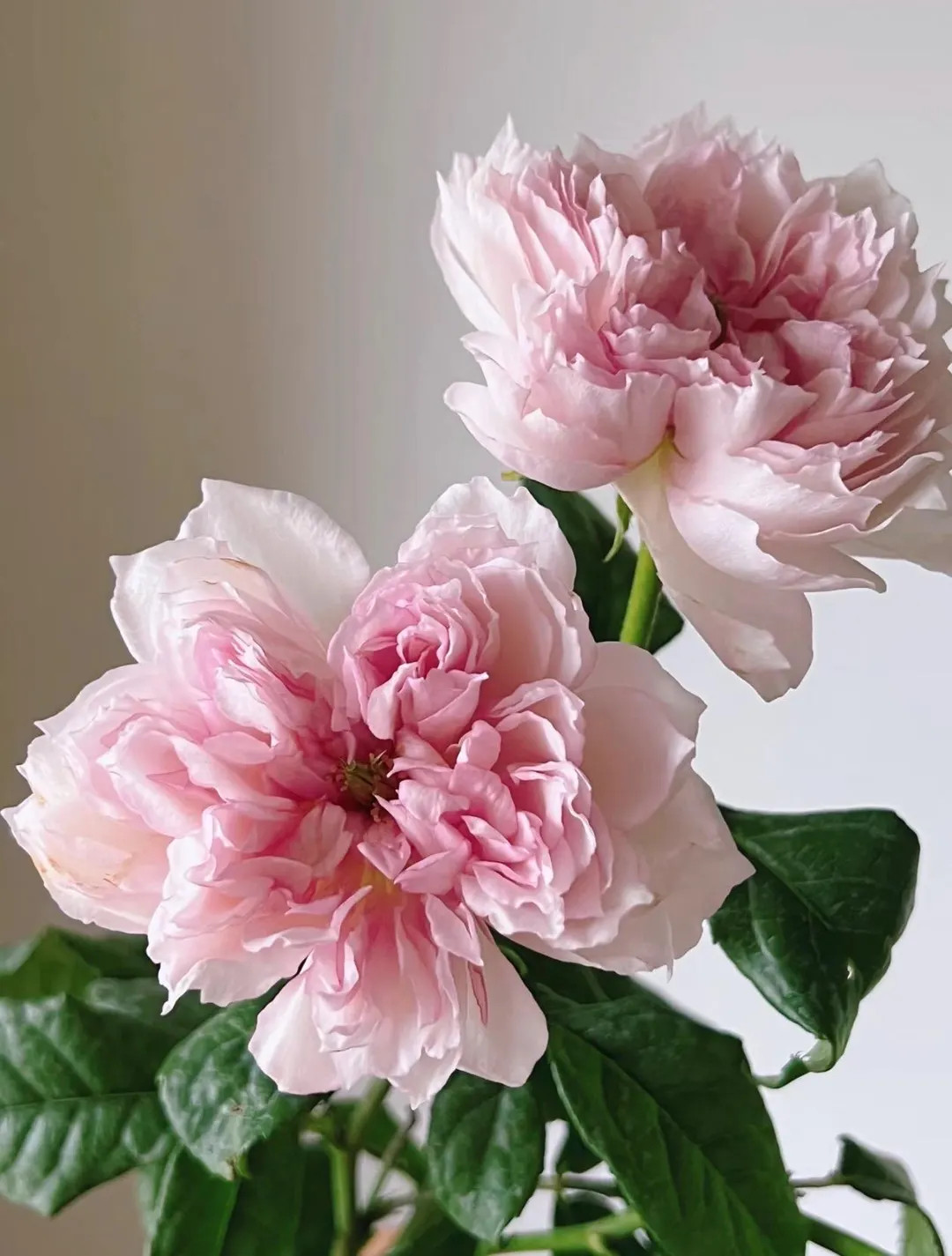 Cecil de Volanges — Rare Rose Live Plant — Fresh Fragrance — Japanese Pink Shrub — 2 Year... | Etsy (US)