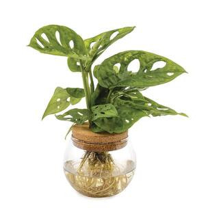 4 in. Monstera Adansonii Plant in Corked Glass Bowl | The Home Depot