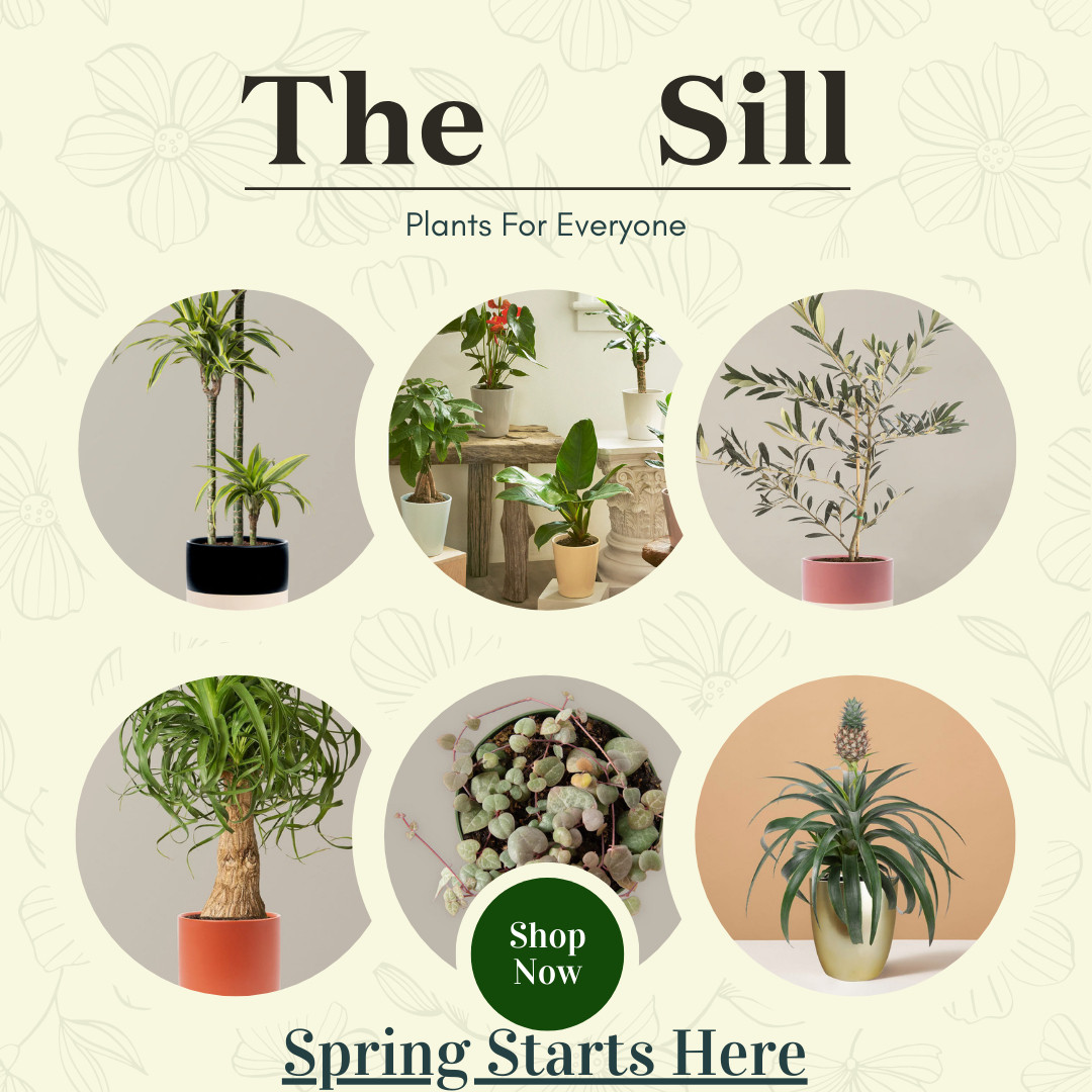 Refresh Your Home for Spring. Fresh greenery makes every room feel calmer, brighter, and more alive. Discover beginner-friendly plants delivered to your door. 

 #LTKSpringSale #LTKSeasonal #LTKHome