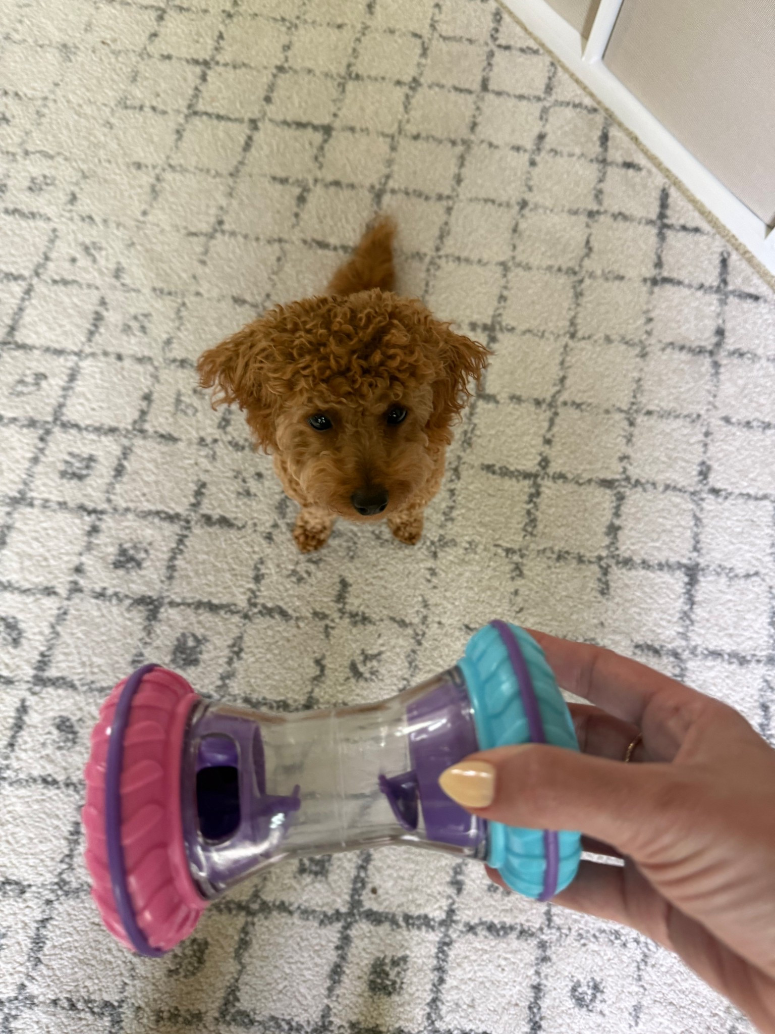 Great mental toy for dogs & puppies! I put her food or treats in here and she to work to get them out! 🐶 

#LTKmomlife #LTKdayinmylife #LTKKids